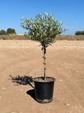 MINI OLIVO